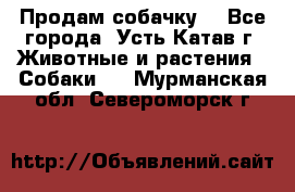 Продам собачку  - Все города, Усть-Катав г. Животные и растения » Собаки   . Мурманская обл.,Североморск г.